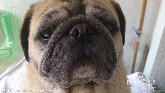 巴哥犬训练方法