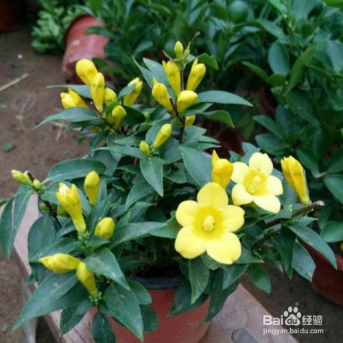 法国香水茉莉的养殖方法和病虫害预防