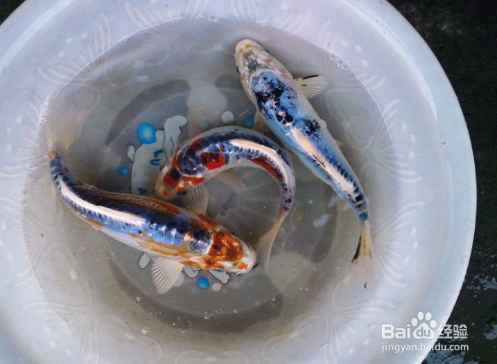 “水中活宝石”秀色可餐——能吃吗
