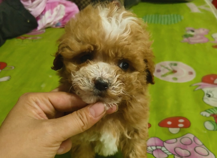 红白花泰迪怎么配出来