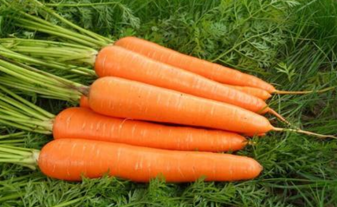 carrot的复数形式怎么写