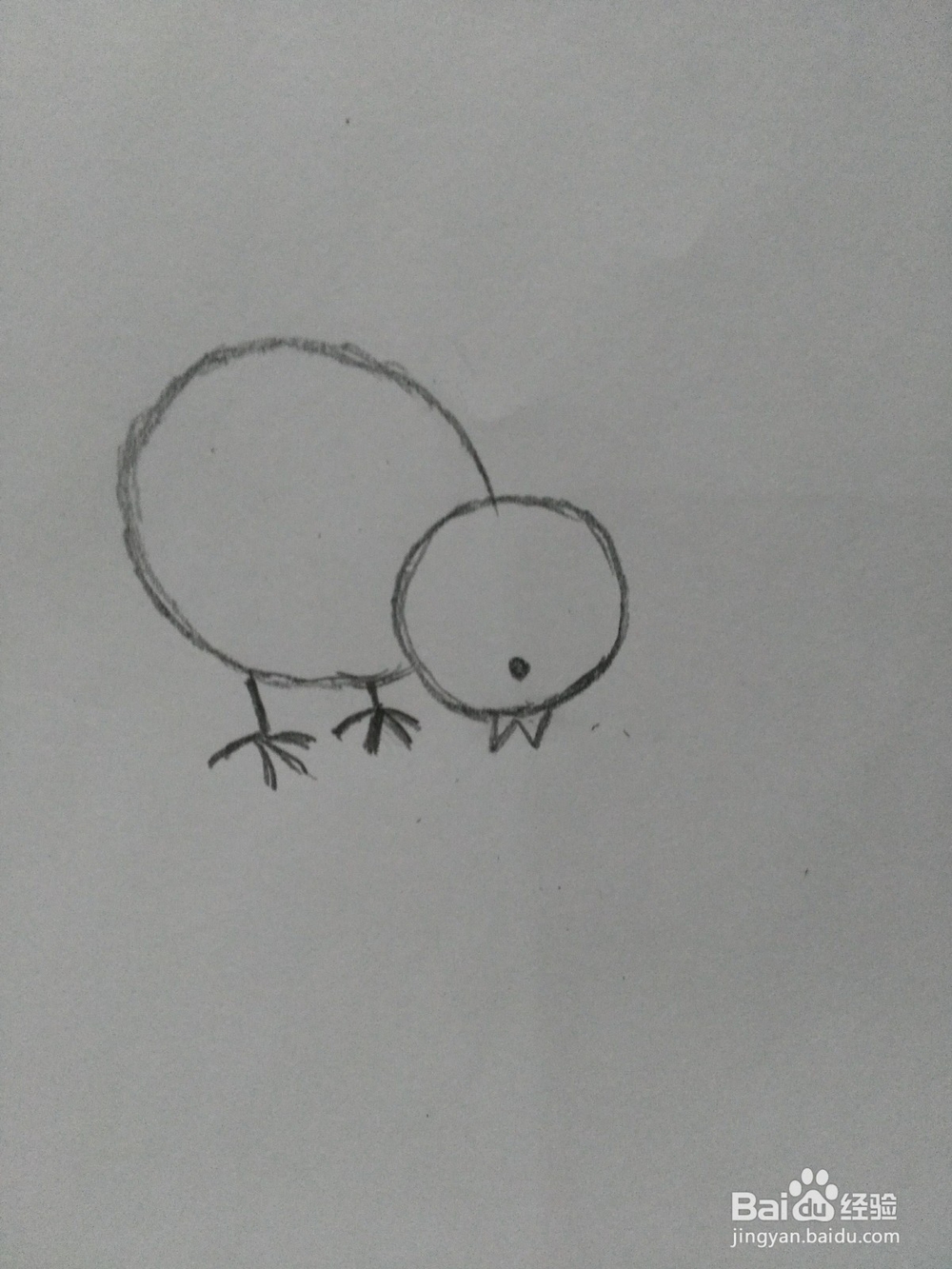 简笔画---小鸡和小鸭的画法