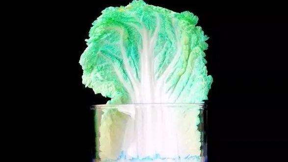 娃娃菜上的黑色斑点是什么