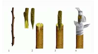樱花嫁接时间和方法