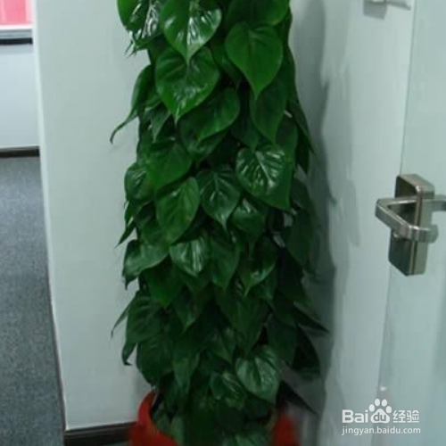 心叶藤下面养殖？