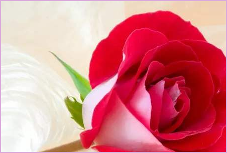 rosy和rosie和rose这几个英文名的区别