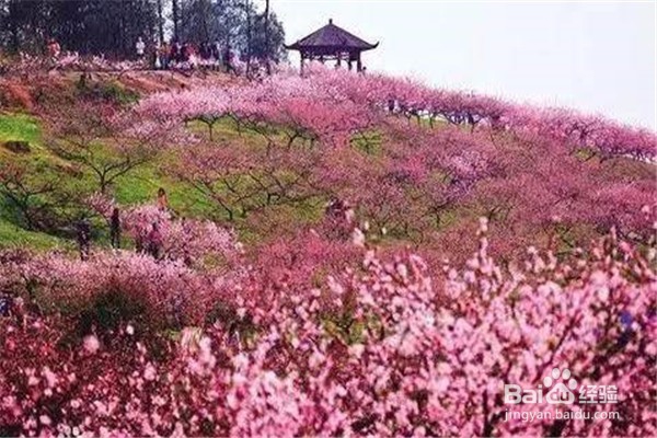 重庆赏花地图最全攻略必收藏-莫辜负这大好春光
