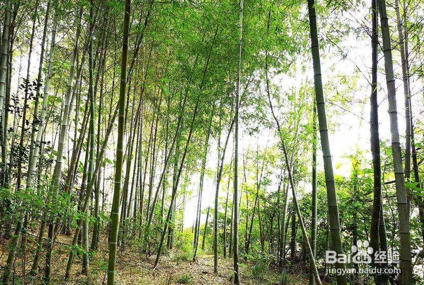 八分山游玩攻略