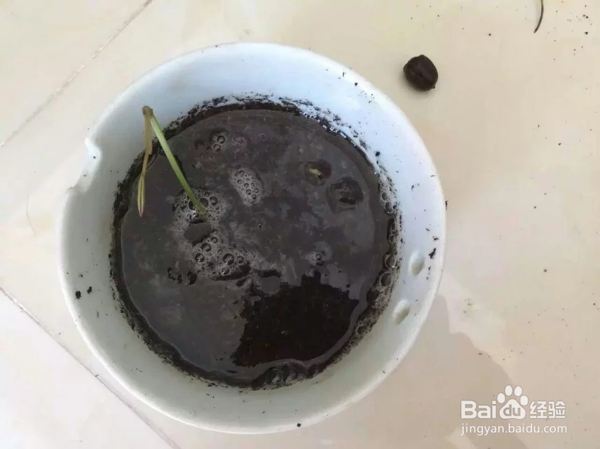 睡莲的盆栽方法