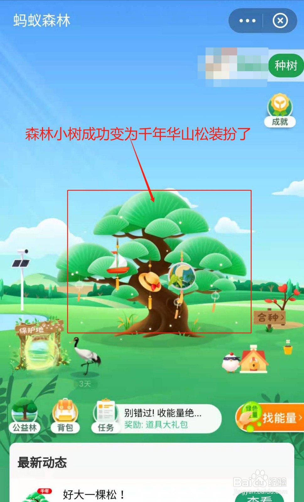 蚂蚁森林如何获得千年华山松装扮