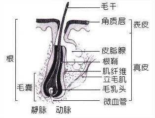 只有了解脱发原理，你才能真正防止脱发