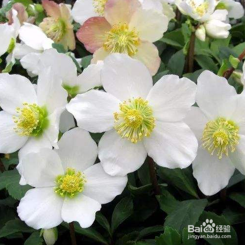 圣诞玫瑰该如何种植?