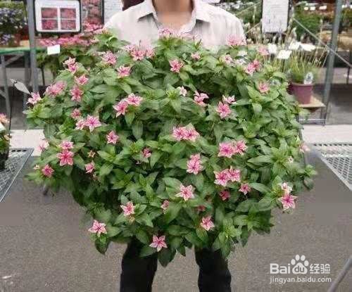 全年都能开花的花卉，很容易就能开成球！