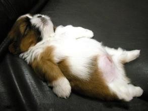 狗狗的睡眠状态