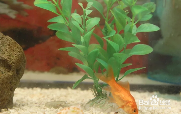 如何对你的鱼缸进行循环