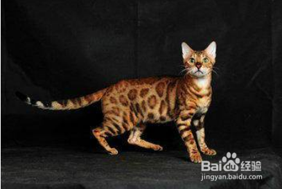 孟加拉豹猫怎么看真假