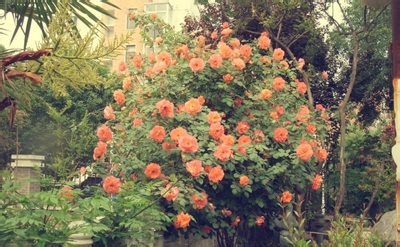 治疗腋臭的偏方