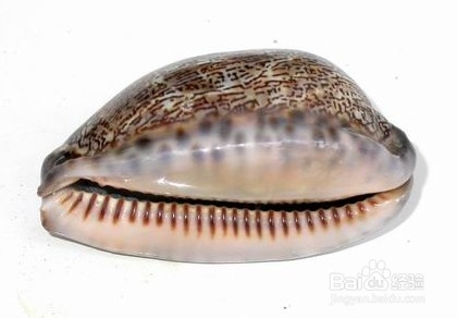 中医炮制：[142]紫贝齿的炮制方法