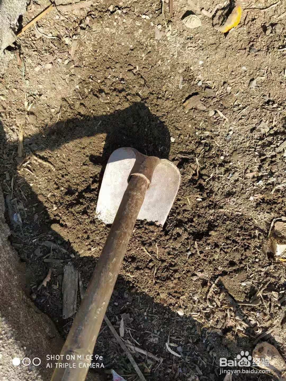 如何种植仙人掌