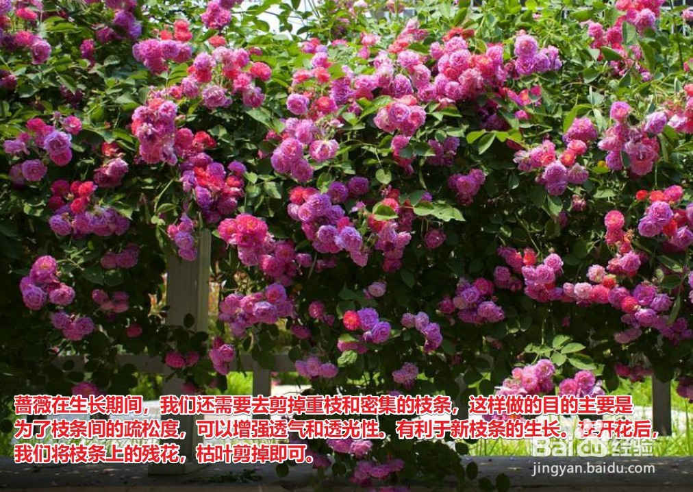 蔷薇修剪时间和方法