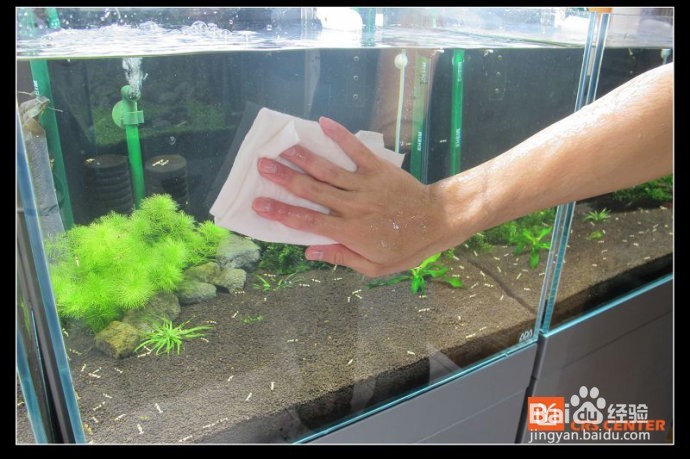 如何清洗鱼缸水垢