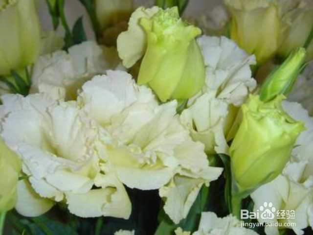 洋桔梗的养护方法是什么?