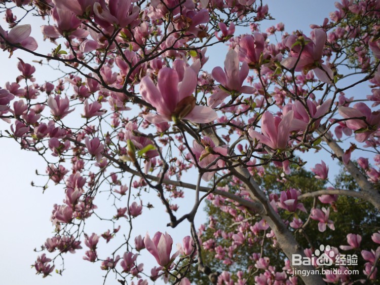 春天到了,苏州在哪里可以看玉兰花