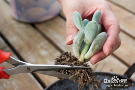 新手如何栽多肉