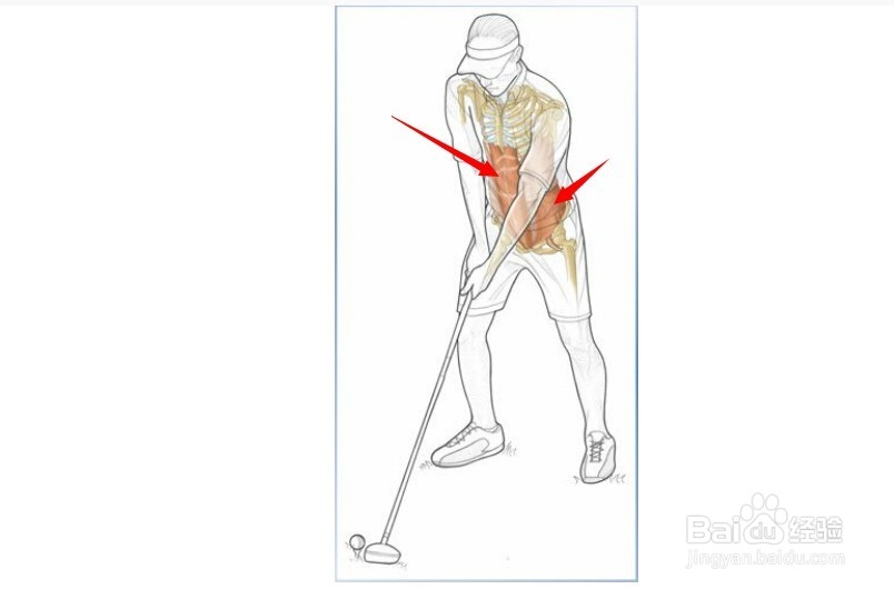 高尔夫球训练：[2]相关肌肉图2