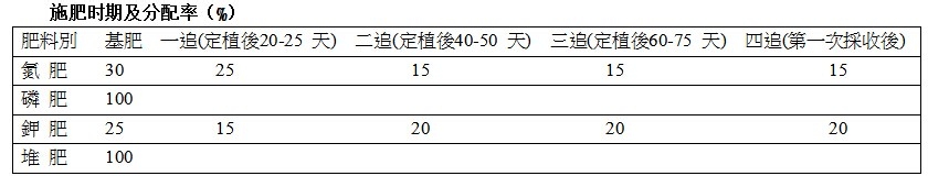 大棚小番茄种植 橙蜜香