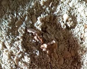 花生白芝麻糖的做法