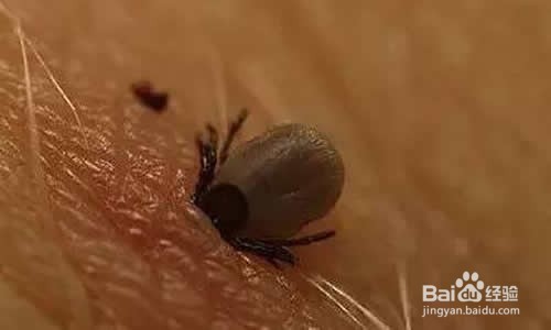 自制灭蜱虫药水
