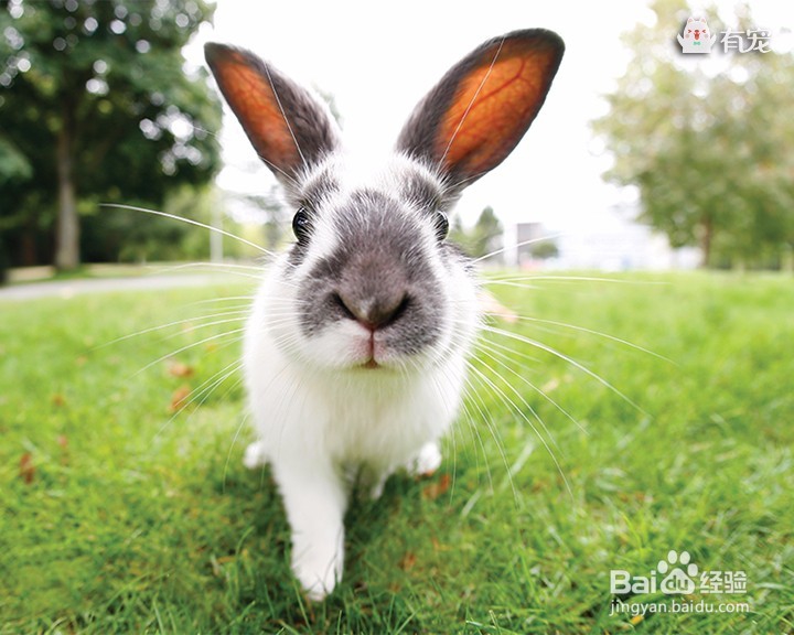 软妹必备萌兔子,你爱哪种?