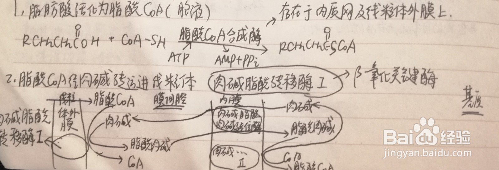 脂肪酸β氧化反应四步骤为