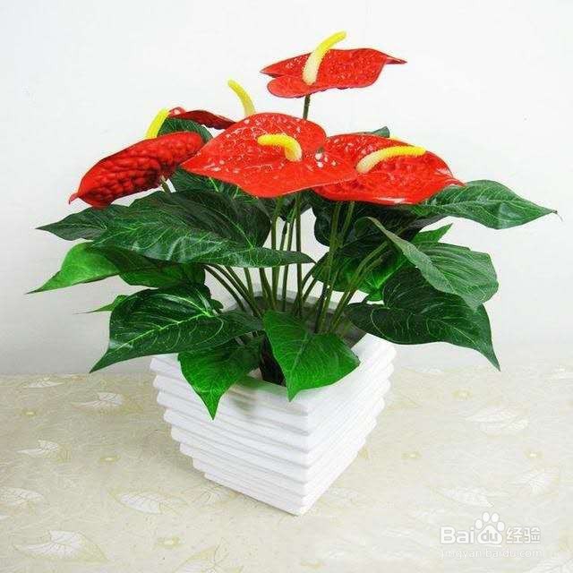 这几种蔬菜溶液养花，让植物枝繁叶茂，花开爆盆