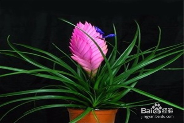 铁兰的养殖方法和注意事项