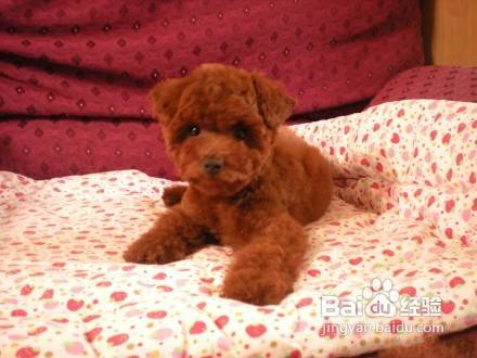 泰迪犬之健康食谱与所需营养 百度经验