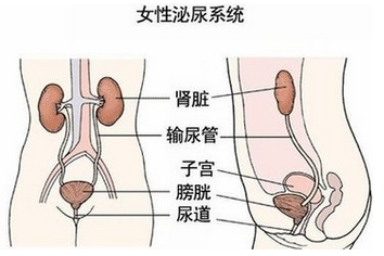 不同时期的女性患尿道感染的情况