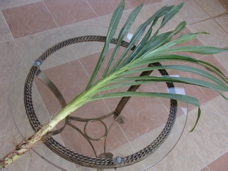 养生马草汁制作方法