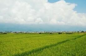 如何在水稻田拍照