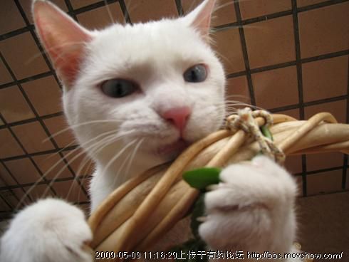 怎样把新猫介绍给家里原有的猫咪?