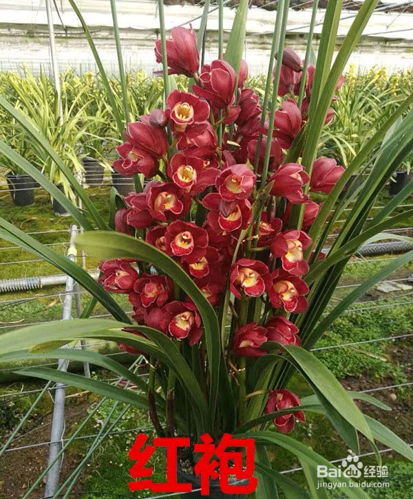 大红袍兰花怎么养