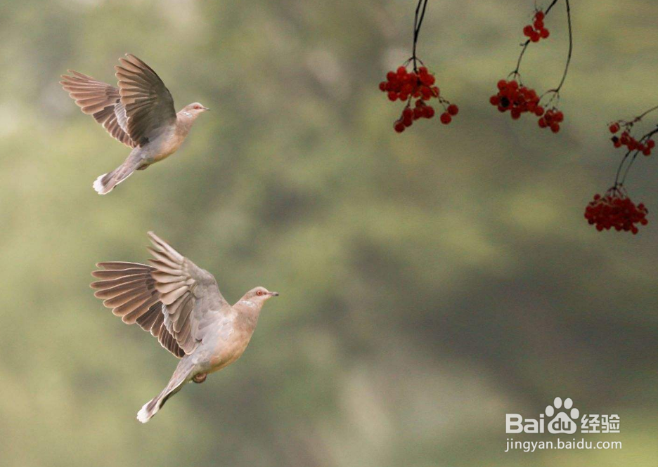 尼康d800如何设置对焦拍摄飞鸟