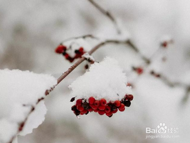 在冬天摄影,利用雪,可以拍出哪些好看的照片