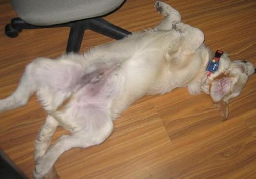 狗狗老放臭屁怎么办