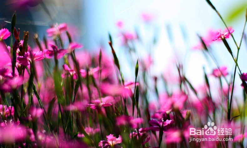 情人节应该怎么过（情侣版）