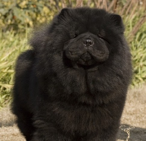 松狮幼犬断奶前的照顾