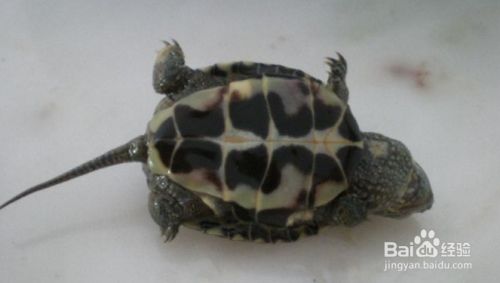 小乌龟死了怎么分辨 百度经验