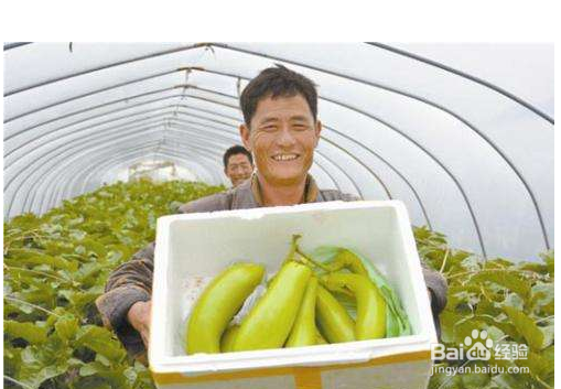 做蔬菜电商怎么保鲜