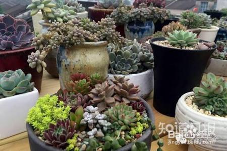 双十一剁手的钱省下来，可以建一个多肉花园了！